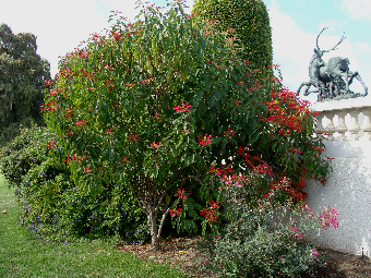 Euphorbia pulcherrima 